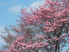 spring13d (107)